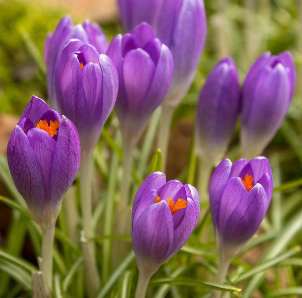 This jpeg image - Spring Crocuses Background, is available for free download