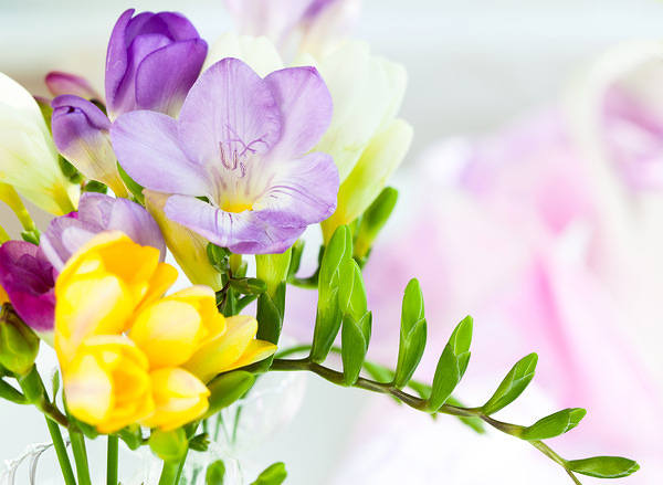 This jpeg image - Spring Flowers Background, is available for free download