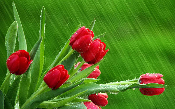 This jpeg image - Spring Rainy Green Background with Red Tulips, is available for free download