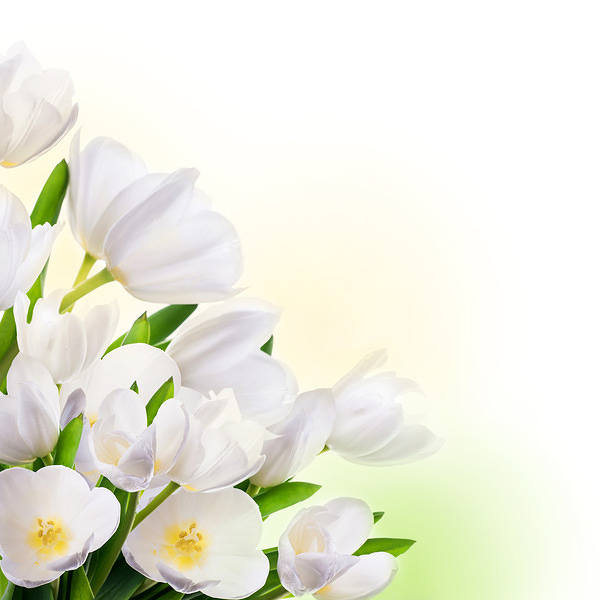 This jpeg image - Spring White Tulips Background, is available for free download