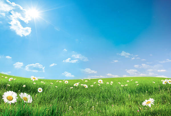 This jpeg image - Summer Lawn with Daisies Background, is available for free download