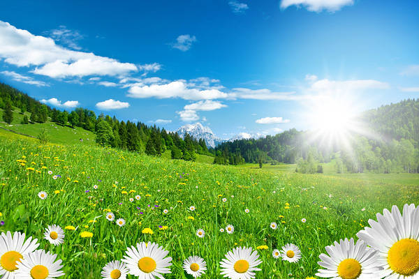 This jpeg image - Summer Meadow with Daisies Background, is available for free download