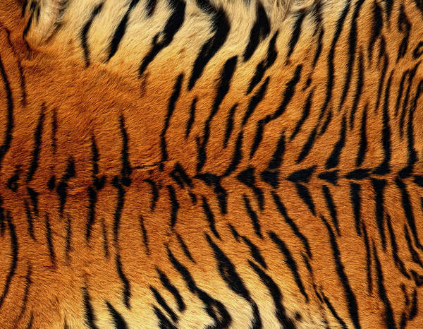This jpeg image - Tiger Skin Background, is available for free download