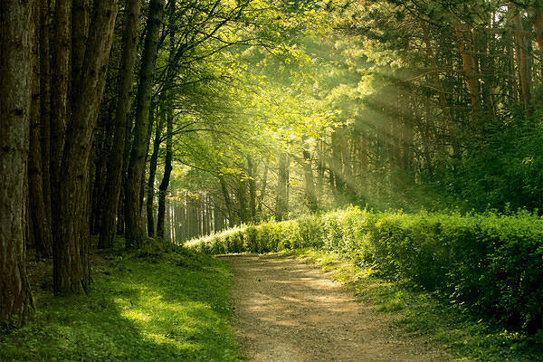 This jpeg image - Trail in the Park Background, is available for free download