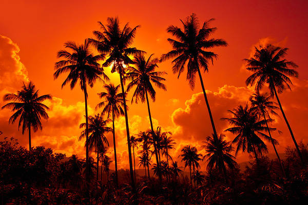 This jpeg image - Tropical Sunset Background, is available for free download