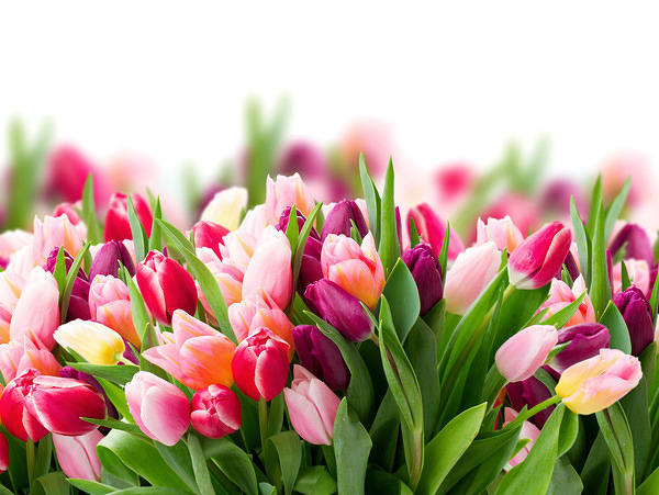 This jpeg image - Tulips Background, is available for free download
