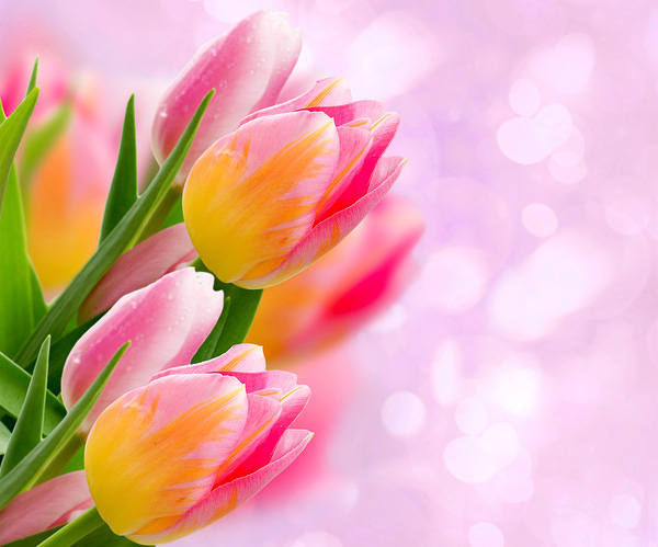 This jpeg image - Tulips Pink Background, is available for free download