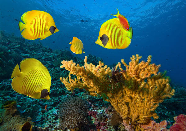 This jpeg image - Underwater Background with Yellow Fishes, is available for free download