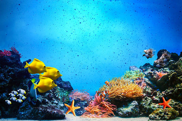 This jpeg image - Underwater with Fish Background, is available for free download