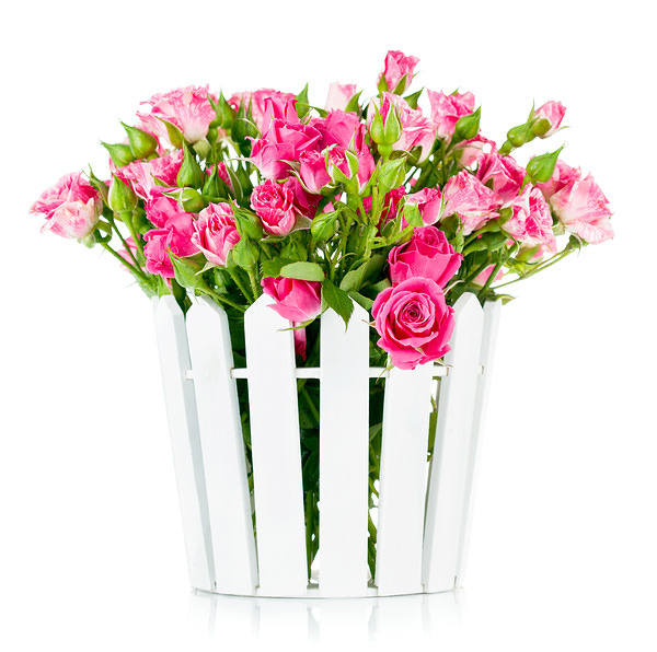 This jpeg image - White Background with Pink Roses, is available for free download
