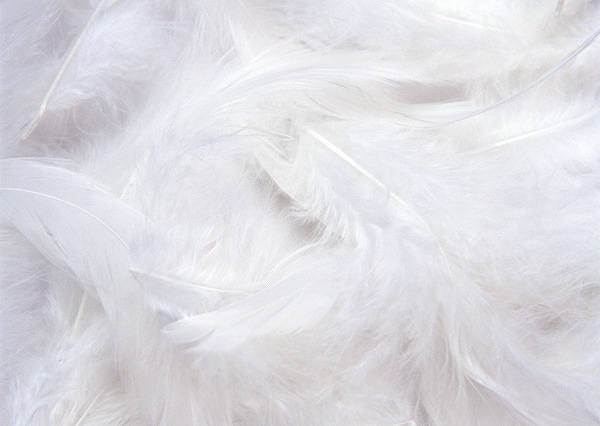 This jpeg image - White Feathers Background, is available for free download