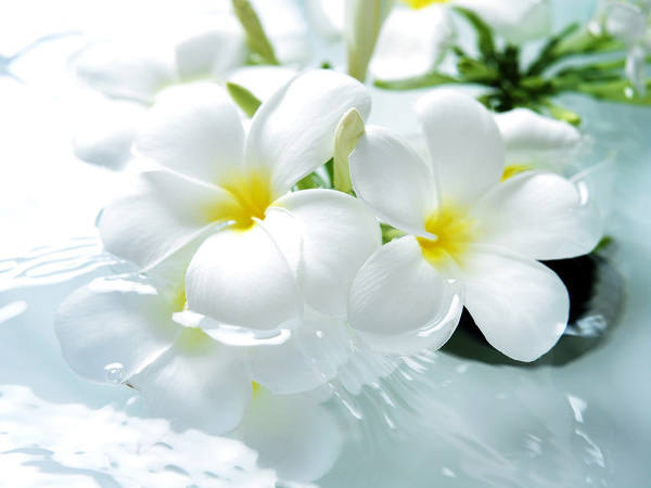 This jpeg image - White Flowers Background, is available for free download