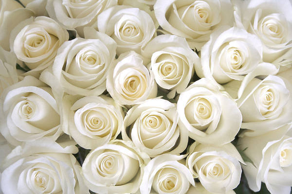 This jpeg image - White Roses Background, is available for free download