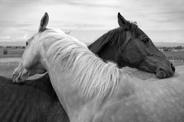 This jpeg image - White and Black Horses Background, is available for free download