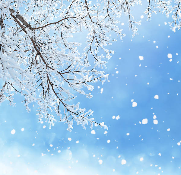 This jpeg image - Winter Background with Branches, is available for free download