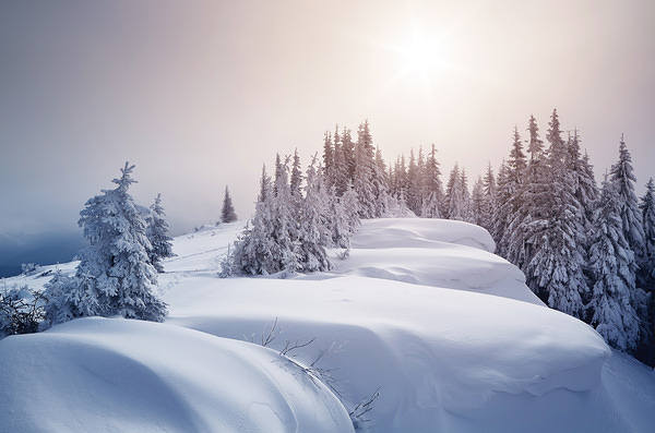 This jpeg image - Winter Background with Trees, is available for free download