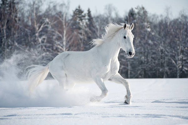 This jpeg image - Winter Horse Background, is available for free download