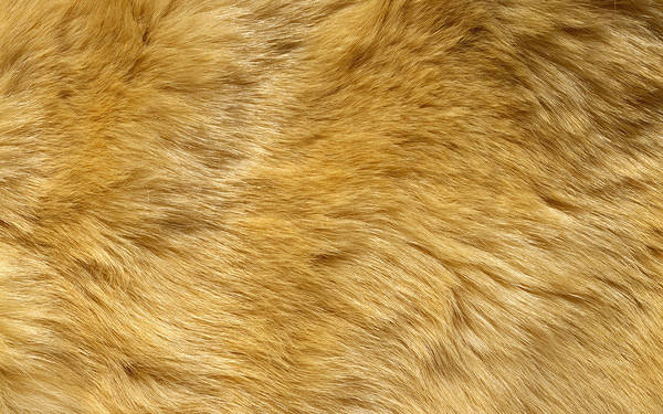 This jpeg image - Yellow Fur Background, is available for free download