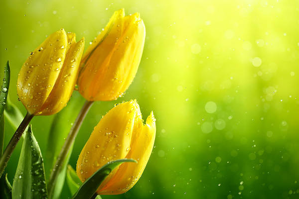 This jpeg image - Yellow Tulips Background, is available for free download
