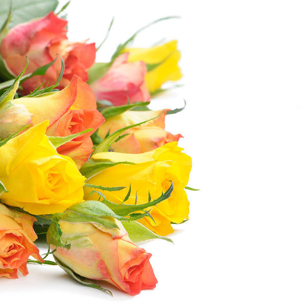 This jpeg image - Yellow and Orange Roses Background, is available for free download