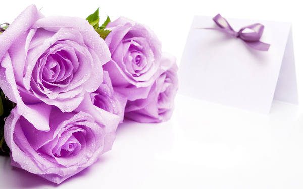 This jpeg image - Beautiful Soft Purple Roses on White Background Wallpaper, is available for free download