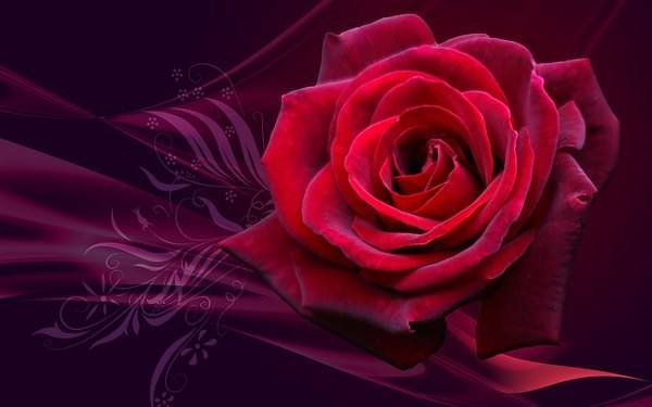 This jpeg image - Beautiful Wallpaper with Red Rose, is available for free download