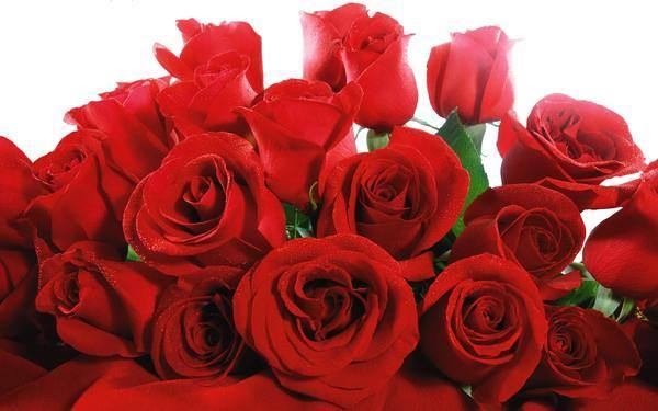 This jpeg image - Bunch of Red Roses Wallpaper, is available for free download