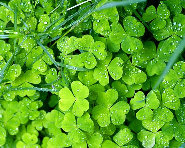 This jpeg image - Clovers Background, is available for free download