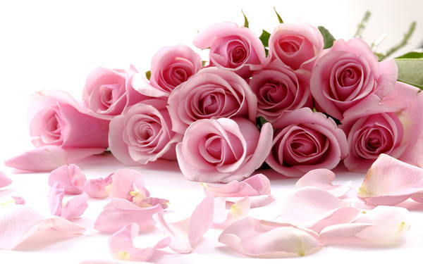 This jpeg image - Delicate Beautiful Light Pink Roses Wallpaper, is available for free download