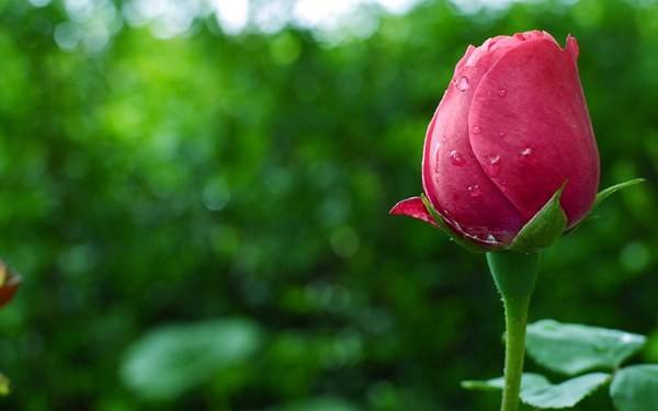 This jpeg image - Green Wallpaper with Red Rose, is available for free download