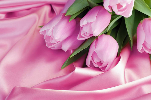 This jpeg image - Pink Tulips on Satin Wallpaper, is available for free download