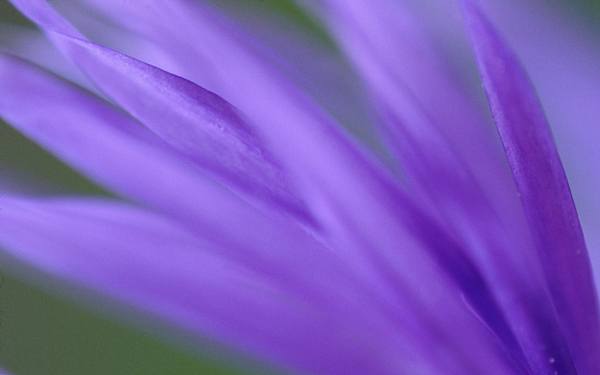 This jpeg image - Purple Frond, is available for free download