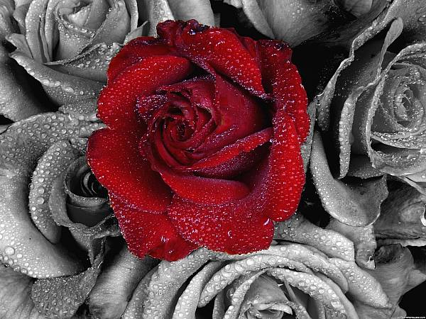 This jpeg image - Red-Rose, is available for free download