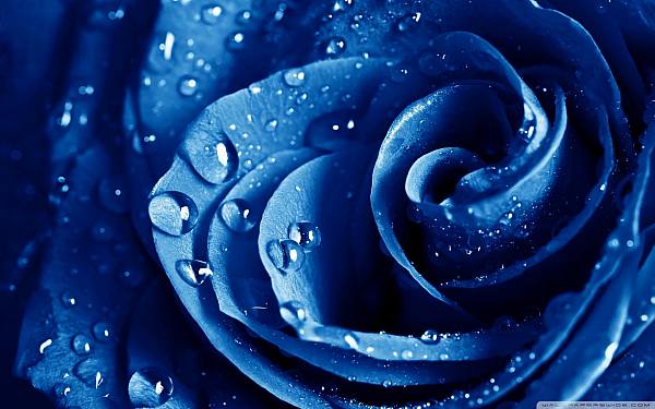 This jpeg image - blue rose, is available for free download