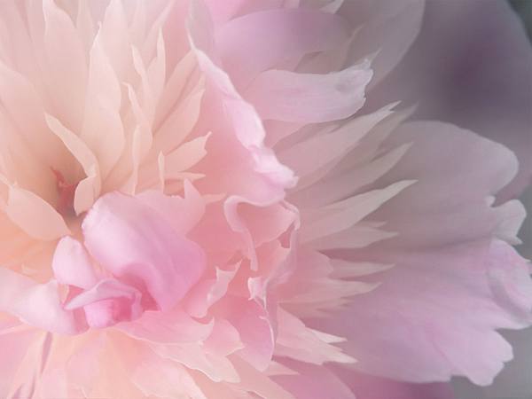 This jpeg image - pink flower, is available for free download