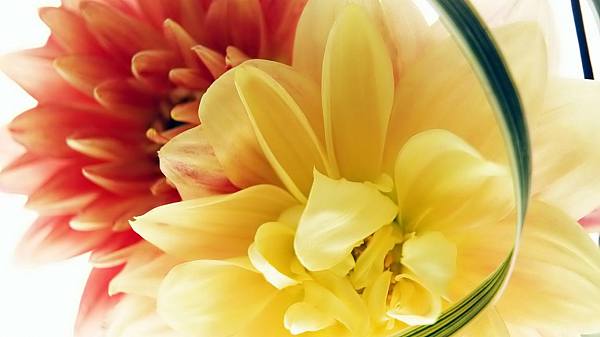 This jpeg image - red yellow flower, is available for free download