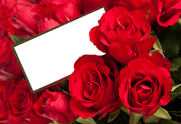 This png image - Red Roses Transparent Rose PNG Frame, is available for free download