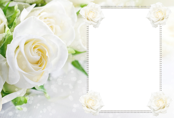 This png image - Transparent Soft White Roses Frame, is available for free download