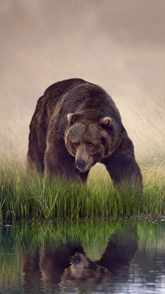 This jpeg image - Brown Bear iPhone 6S Plus Wallpaper, is available for free download