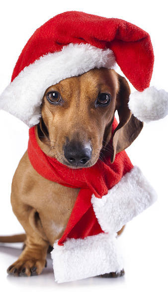 This jpeg image - Christmas Dog iPhone 6S Plus Wallpaper, is available for free download