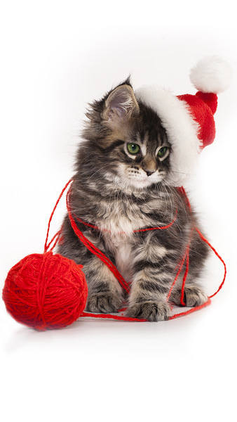 This jpeg image - Christmas Kitten iPhone 6S Plus Wallpaper, is available for free download