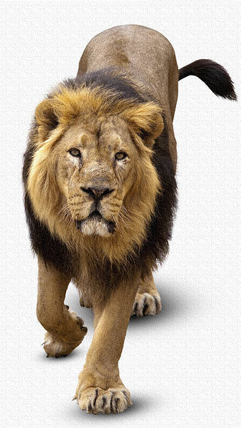 This jpeg image - Lion iPhone 6S Plus Wallpaper, is available for free download