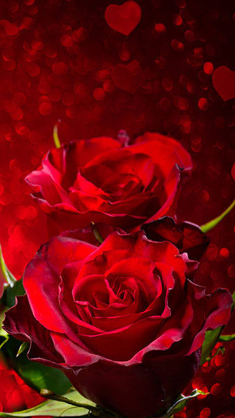 This jpeg image - Red Roses iPhone 6S Plus Wallpaper, is available for free download