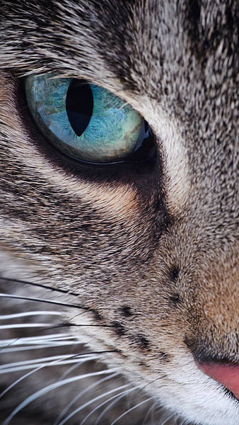 This jpeg image - Samsung Galaxy S7 Cat Face Wallpaper, is available for free download