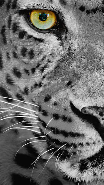 This jpeg image - Samsung Galaxy S7 Leopard Black and White Wallpaper, is available for free download