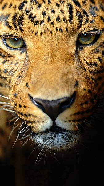 This jpeg image - Samsung Galaxy S7 Leopard Face Wallpaper, is available for free download