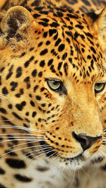 This jpeg image - Samsung Galaxy S7 Leopard Wallpaper, is available for free download