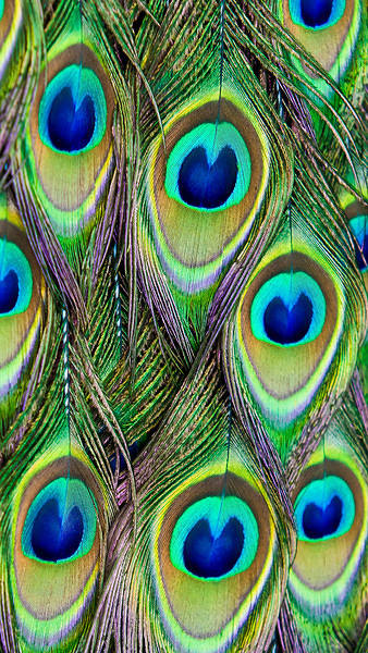 This jpeg image - Samsung Galaxy S7 Peacock Tail Wallpaper, is available for free download