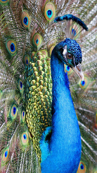This jpeg image - Samsung Galaxy S7 Peacock Wallpaper, is available for free download