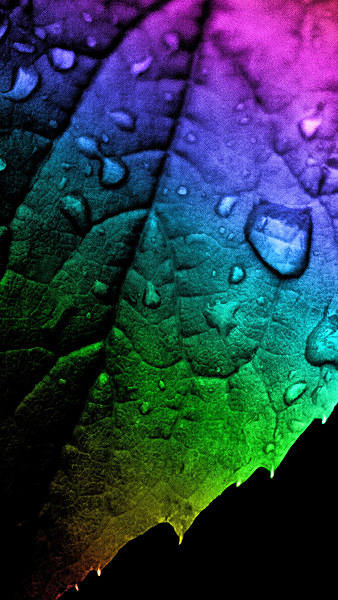 This jpeg image - Samsung Galaxy S7 Rainbow Leaf Wallpaper, is available for free download